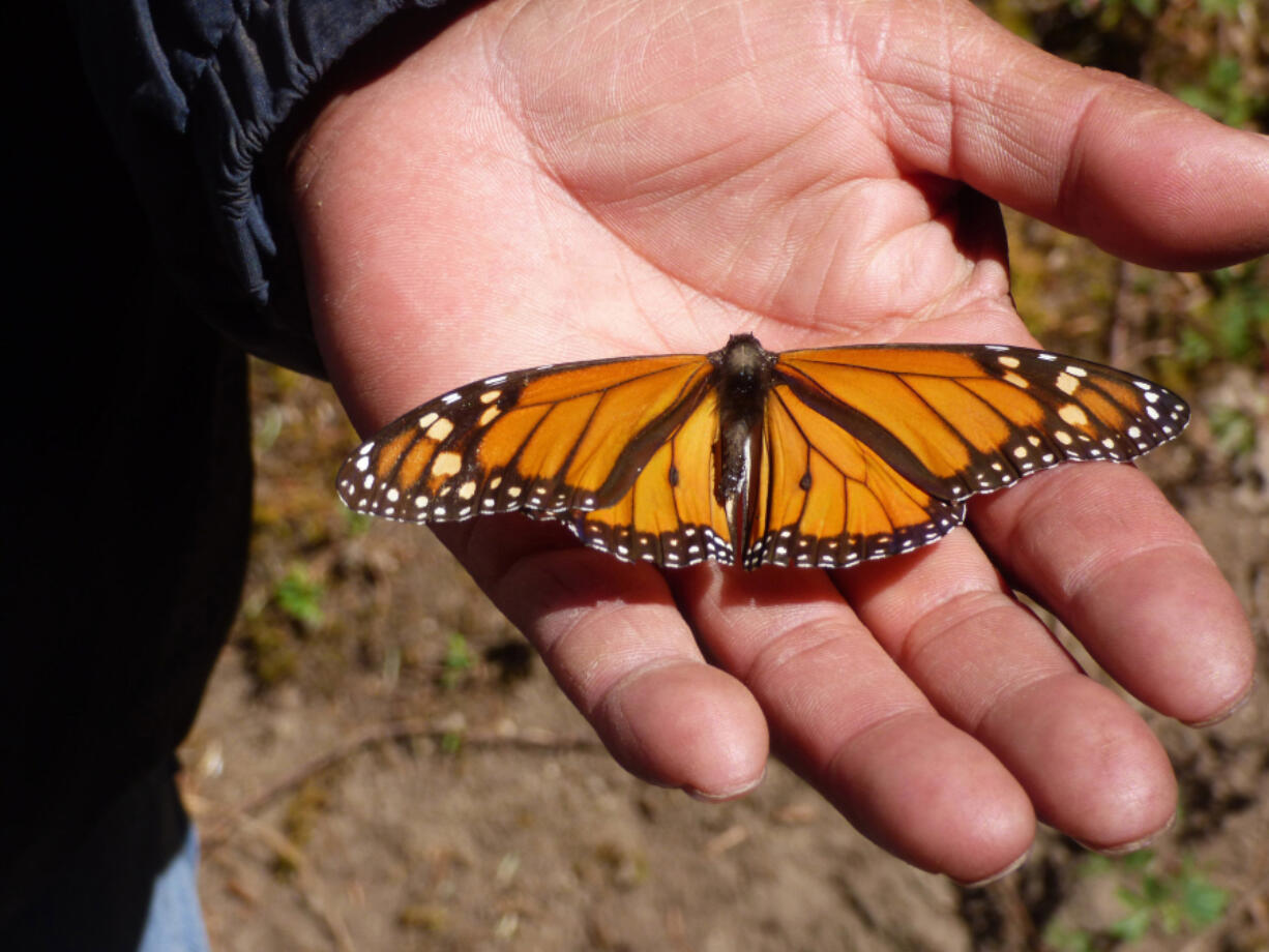 The two dark spots at the base of the butterfly’s wings indicate that this one is a male.