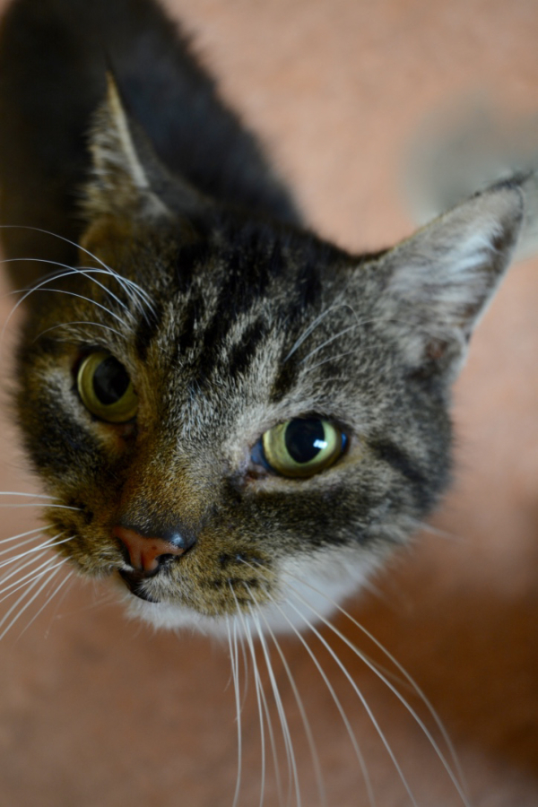 Say hello to Billy! This handsome boy came to us as a stray and is currently on the hunt for his forever home! Billy has not been with us for too long so we are still trying to get to know him. He has been incredibly sweet but does seem a little unsure about other cats so we do recommend a slow introduction to any cats he might be living with. Come meet Billy today!  These pets are among those available for adoption from noon to 6 p.m. Tuesday through Sunday at the Humane Society for Southwest Washington, 1100 N.E. 192nd Ave., Vancouver. The Humane Society is closed to the public on Mondays. Fees — which can include registered microchip, health exam, a spay or neuter certificate and vaccination — vary.