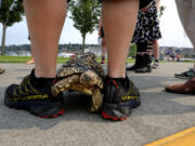 Cha Cha the leopard tortoise goes for a walk in Seattle.