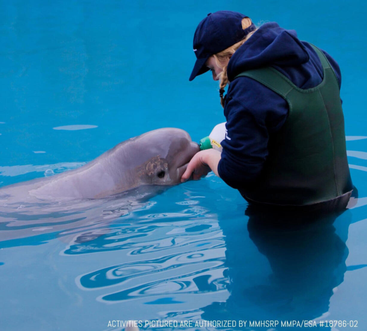 The calf drinks a fishy formula that includes powdered milk substitute and herring. MUST CREDIT: Alaska SeaLife Center.