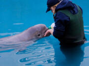 The calf drinks a fishy formula that includes powdered milk substitute and herring. MUST CREDIT: Alaska SeaLife Center.