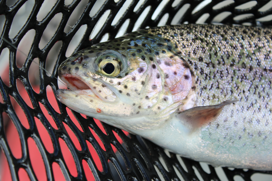 Black Friday bites at rainbow trout season opener - The Columbian