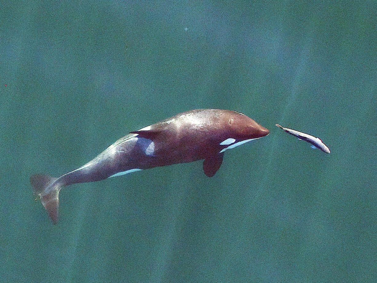 In this Sept. 2017, photo made with a drone, a young resident killer whale chases a chinook salmon in the Salish Sea near San Juan Island, Wash. The photo, made under a National Marine Fisheries Service (NMFS) permit, which gives researchers permission to approach the animals, was made in collaboration with NOAA Fisheries/Southwest Fisheries Science Center, SR3 Sealife Response, Rehabilitation, and Research and the Vancouver Aquarium's Coastal Ocean Research Institute. Endangered Puget Sound orcas that feed on chinook salmon face more competition from seals, sea lions and other killer whales than from commercial and recreational fishermen, a new study finds.