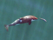 In this Sept. 2017, photo made with a drone, a young resident killer whale chases a chinook salmon in the Salish Sea near San Juan Island, Wash. The photo, made under a National Marine Fisheries Service (NMFS) permit, which gives researchers permission to approach the animals, was made in collaboration with NOAA Fisheries/Southwest Fisheries Science Center, SR3 Sealife Response, Rehabilitation, and Research and the Vancouver Aquarium's Coastal Ocean Research Institute. Endangered Puget Sound orcas that feed on chinook salmon face more competition from seals, sea lions and other killer whales than from commercial and recreational fishermen, a new study finds.