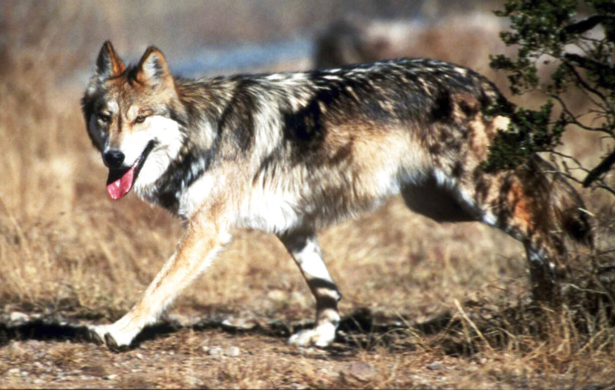 FILE - In this undated file photo provided by the U.S. Fish and Wildlife Service, a Mexican gray wolf leaves cover at the Sevilleta National Wildlife Refuge, Socorro County, N.M. After decades of legal challenges and political battles that have pitted states against the federal government, U.S. wildlife managers on Wednesday, Nov. 29, 2017, finally adopted a plan to guide the recovery of a wolf that once roamed parts of the American Southwest and northern Mexico. (Jim Clark/U.S.