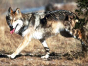 FILE - In this undated file photo provided by the U.S. Fish and Wildlife Service, a Mexican gray wolf leaves cover at the Sevilleta National Wildlife Refuge, Socorro County, N.M. After decades of legal challenges and political battles that have pitted states against the federal government, U.S. wildlife managers on Wednesday, Nov. 29, 2017, finally adopted a plan to guide the recovery of a wolf that once roamed parts of the American Southwest and northern Mexico. (Jim Clark/U.S.