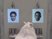 A sheep indicates recognition of former U.S. President Barack Obama, right, displayed on a computer screen.