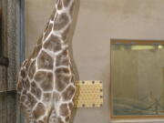 Juma, a 5-year-old female giraffe, died from an undetermined illness, according to a Wednesday statement from The Maryland Zoo. (Jeffrey F.