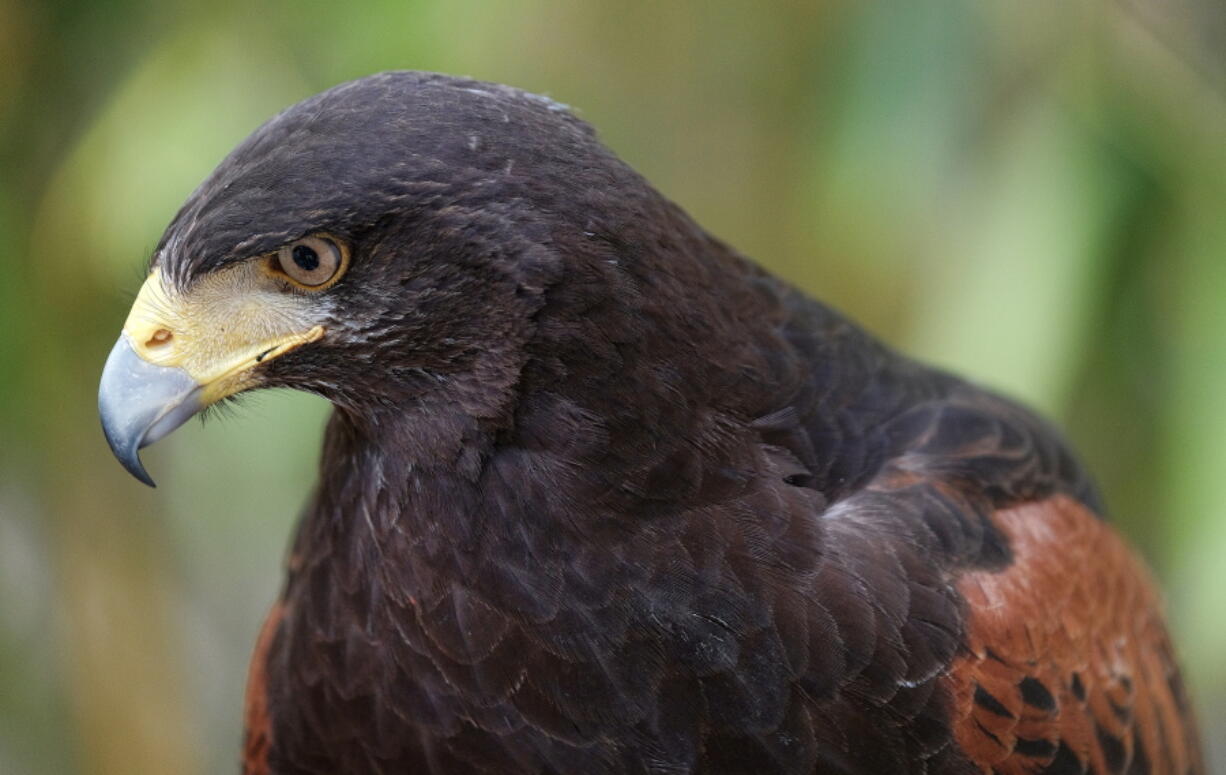 In this April 7, 2017 photo Dany a Harris’s hawk keeps an eye out for any pesky birds during a day of work at the Museum of Modern Art in Los Angeles. Known as “The Hawk Pros.” husband-and-wife falconers Alyssa and Mike Bordonaro and their birds of prey are hired guns, brought in to scare away seagulls, pigeons and other “pest birds” that create nuisances and leave behind messes. The Bordonaros have about a dozen clients, from a recycling center in the agricultural city of Oxnard to the Los Angeles County Museum of Art and downtown Los Angeles’ U.S. Bank Tower, the second-tallest building west of the Mississippi River.