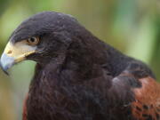 In this April 7, 2017 photo Dany a Harris’s hawk keeps an eye out for any pesky birds during a day of work at the Museum of Modern Art in Los Angeles. Known as “The Hawk Pros.” husband-and-wife falconers Alyssa and Mike Bordonaro and their birds of prey are hired guns, brought in to scare away seagulls, pigeons and other “pest birds” that create nuisances and leave behind messes. The Bordonaros have about a dozen clients, from a recycling center in the agricultural city of Oxnard to the Los Angeles County Museum of Art and downtown Los Angeles’ U.S. Bank Tower, the second-tallest building west of the Mississippi River.