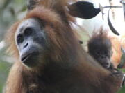 This undated photo released by the Sumatran Orangutan Conservation Programme shows a Tapanuli orangutan with its baby in Batang Toru Ecosystem in Tapanuli, North Sumatra, Indonesia. Scientists are claiming an isolated and tiny population of orangutans on the Indonesian island of Sumatra with frizzier hair and smaller heads are a new species of great ape. It's believed that there are no more than 800 of the primates that researchers named Pongo tapanuliensis, making it the most endangered great ape species.