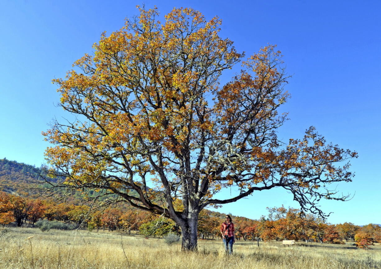 Jamie Stephens, Science Director of Klamath Bird Observatory in Ashland, Ore., walking through an oak savanna at the base of Lower Table Rock.