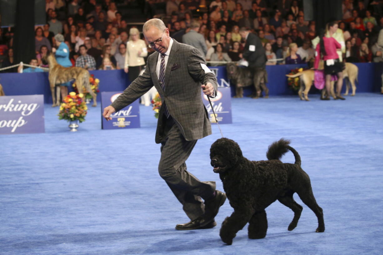 This Saturday, Nov. 18, 2017, photo provided by NBC shows a Portuguese Water Dog named Noah at The National Dog Show Presented by Purina in Philadelphia. Noah won the Working Group. The show aired Thursday, Nov. 23, on NBC.