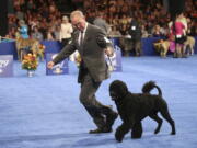 This Saturday, Nov. 18, 2017, photo provided by NBC shows a Portuguese Water Dog named Noah at The National Dog Show Presented by Purina in Philadelphia. Noah won the Working Group. The show aired Thursday, Nov. 23, on NBC.