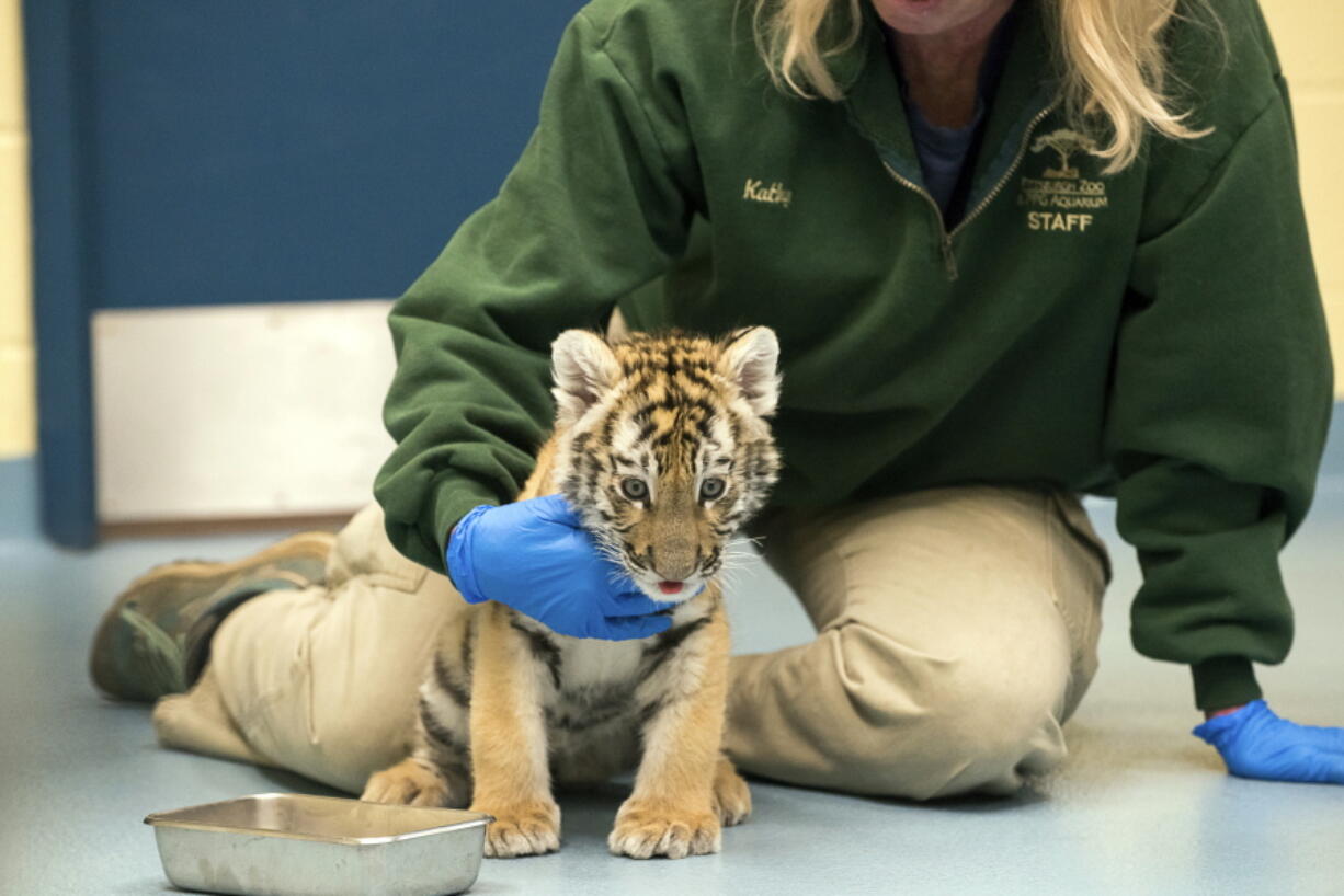 This Tuesday, Nov. 28, 2017, photo provided by the Pittsburgh Zoo & PPG Aquarium shows Kathy Suthard, the zoo’s lead carnivore keeper, caring for a male Amur tiger cub at the zoo in Pittsburgh. The cub is one of two rare, endangered Amur tiger cubs, one male and one female, born at the Pittsburgh Zoo & PPG Aquarium on Sept. 25, 2017, and later separated from their 10-year-old mother Tierney, after zookeepers and veterinary staff monitoring the cubs via an infrared camera noticed the mother wasn’t showing interest in her cubs and was neglecting them. (Paul A.