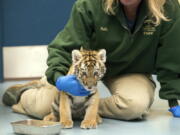 This Tuesday, Nov. 28, 2017, photo provided by the Pittsburgh Zoo & PPG Aquarium shows Kathy Suthard, the zoo’s lead carnivore keeper, caring for a male Amur tiger cub at the zoo in Pittsburgh. The cub is one of two rare, endangered Amur tiger cubs, one male and one female, born at the Pittsburgh Zoo & PPG Aquarium on Sept. 25, 2017, and later separated from their 10-year-old mother Tierney, after zookeepers and veterinary staff monitoring the cubs via an infrared camera noticed the mother wasn’t showing interest in her cubs and was neglecting them. (Paul A.