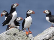 Atlantic puffins congregate near their burrows on Eastern Egg Rock, a small island off the coast of Maine. The Audubon Society said 2017 was a great year for puffins.