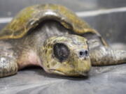 A rescued olive ridley sea turtle rests at the aquarium in Newport, Ore. An Oregon couple rescued the endangered turtle from a Washington state beach over the Thanksgiving weekend.