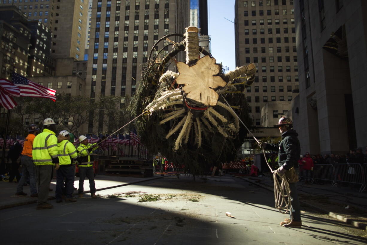 The Rockefeller Center Christmas Tree is raised by a crane as it is positioned at Rockefeller Plaza, in New York on Saturday.