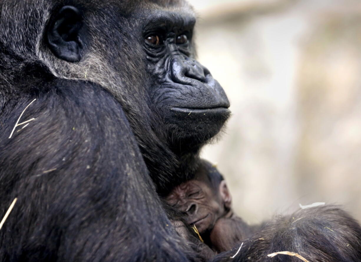 Kitani holds her newborn son, Mokonzi, at the Toledo Zoo in Toledo, Ohio. The infant western lowland gorilla is the first born at the zoo since 2003.