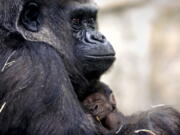 Kitani holds her newborn son, Mokonzi, at the Toledo Zoo in Toledo, Ohio. The infant western lowland gorilla is the first born at the zoo since 2003.