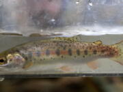 The Oregon Department of Fish and Wildlife collected a juvenile steelhead.