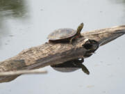 A suspected turtle is seen sunning itself on a log at the Steigerwald Lake National Refuge near Washougal in 2016.