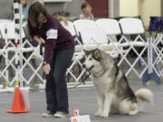 Laura Maffei, from Portland, works with Alaskan Malamute Onna at the Clark County Kennel Club Performance Event Weekend.