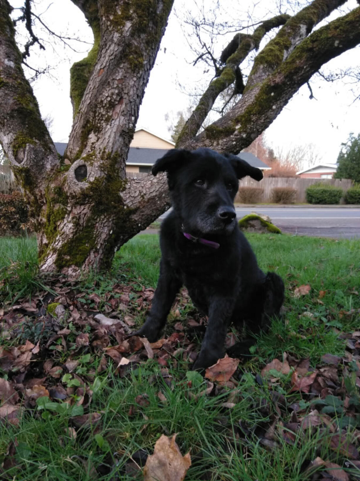 Sally the dog, who got trapped in a muddy pit after going missing over the weekend. A group walking their dog heard her and managed to drag her out of the mud and back to her family.