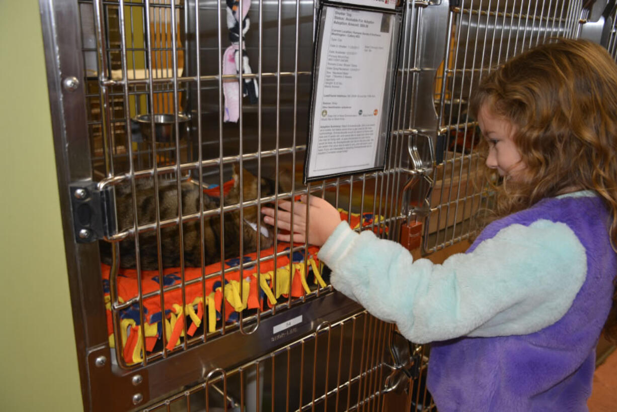 Washougal: Cape Horn-Skye Elementary School first-grader Olivia Yano greets a cat at the Humane Society for Southwest Washington, where Olivia and her classmates delivered toys and blankets they made in class for the animals.