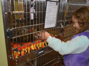 Washougal: Cape Horn-Skye Elementary School first-grader Olivia Yano greets a cat at the Humane Society for Southwest Washington, where Olivia and her classmates delivered toys and blankets they made in class for the animals.