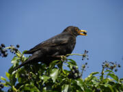 A Dutch firm has produced a special laser that imitates predators to scare off birds that eat crops.