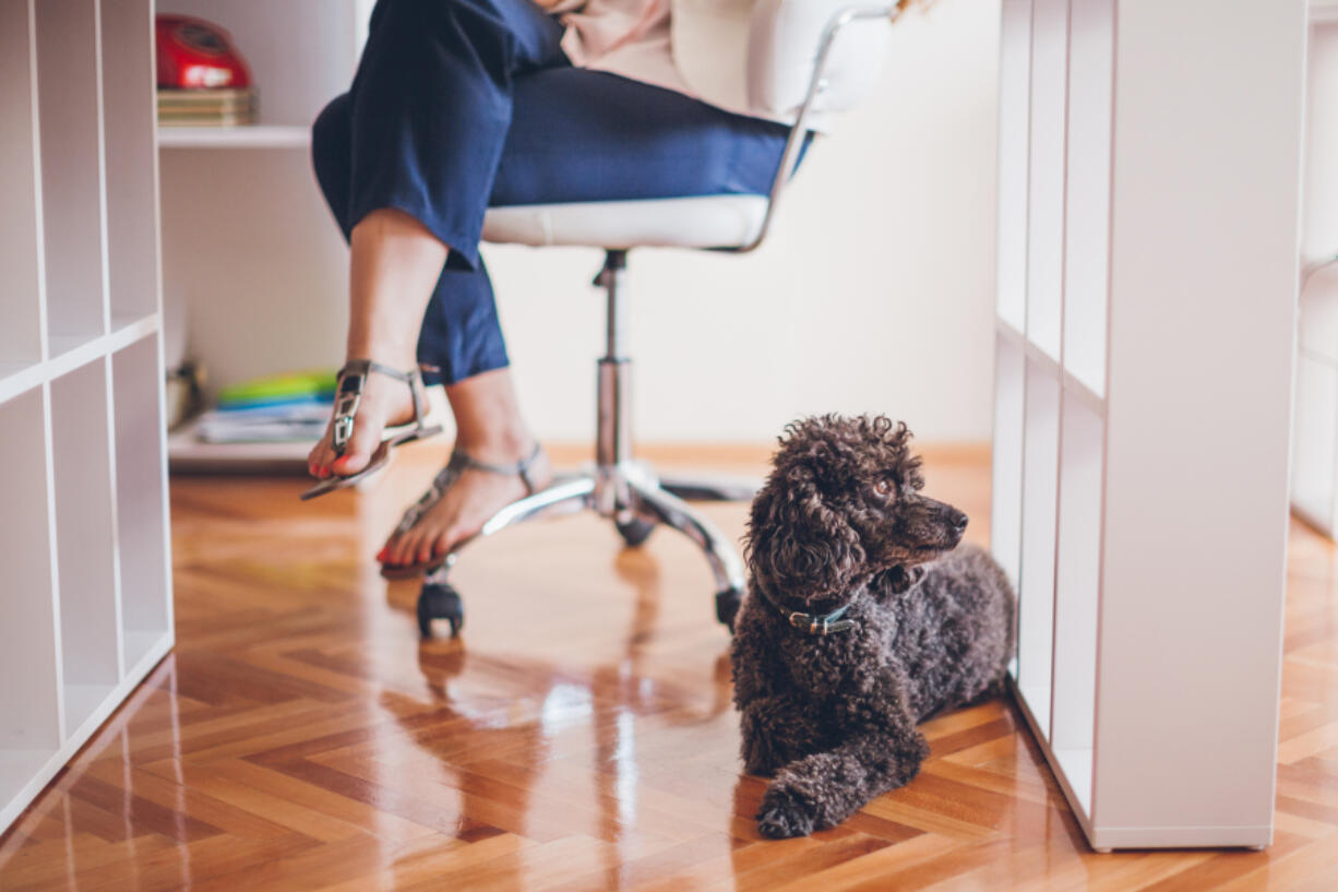 Some employers invite animals into the workplace.