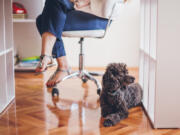 Some employers invite animals into the workplace.