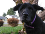 Sally the dog, who got trapped in a muddy pit after going missing over the weekend. A group walking their dog heard her and managed to drag her out of the mud and back to her family.