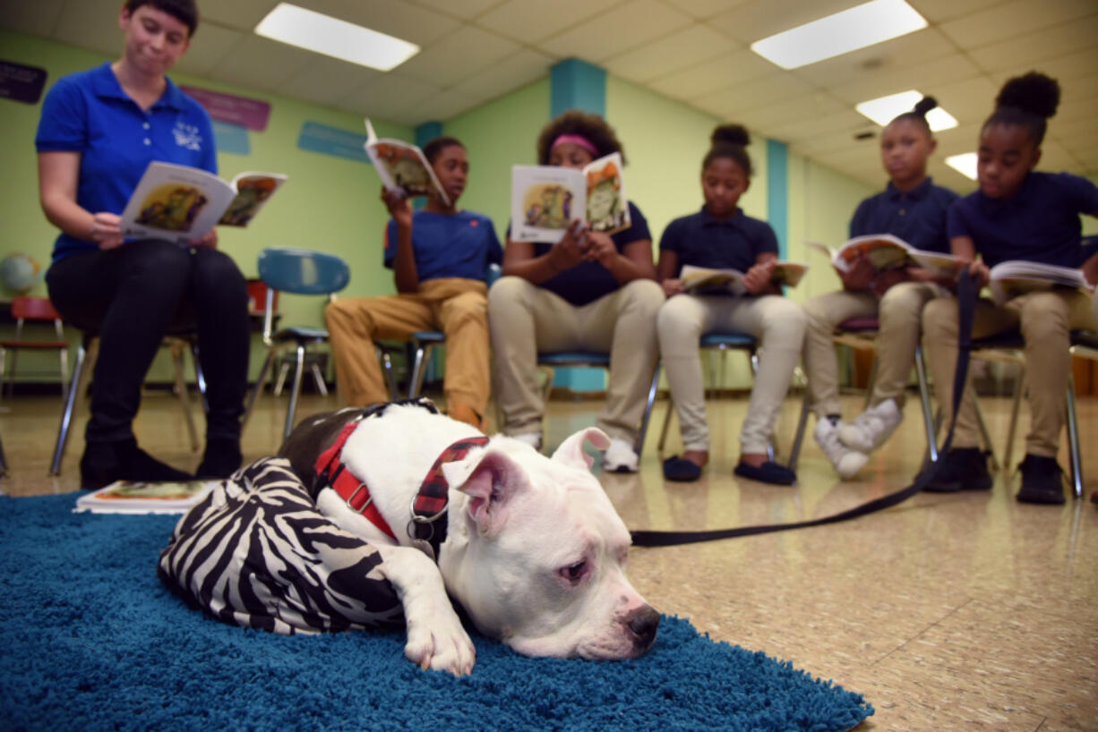 Knox, a pit bull from the SPCA, listens as fifth-graders at Westport Academy Elementary/Middle School in Baltimore practice their skills by reading to him.