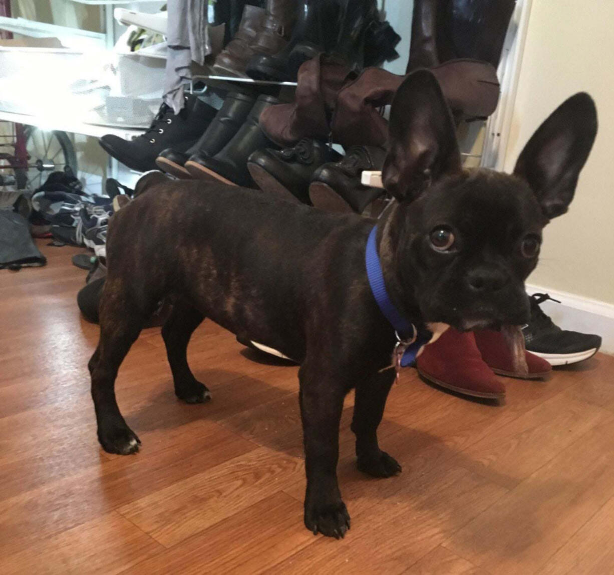 Natalie Sullivan said she and her roommate leased Jane, a French bulldog-Boston terrier mix, without realizing it; they ended up buying out the contract.