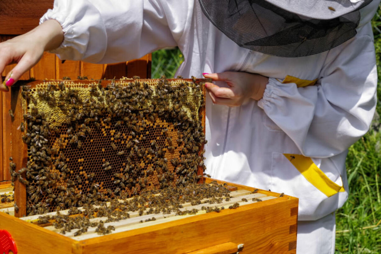 The U.S. bee industry lost 44 percent of its bees from 2015 to 2016 and 40 percent the year before that, and a warm winter in 2017 is not helping matters.