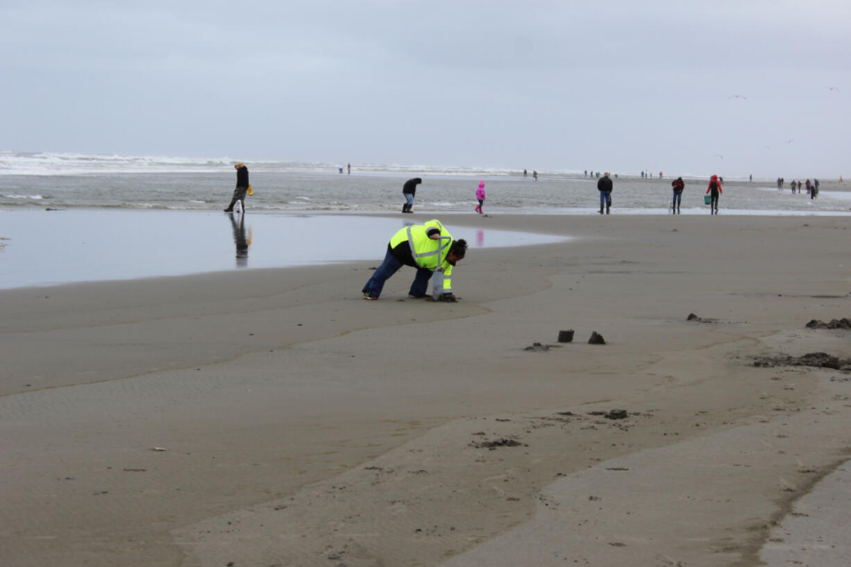 Clam hunters comb the sands of Long Beach for tasty razor clams. The popular New Year’s Eve dig will take place this year after tests by the Washington Department of Fish and Wildlife showed that the clams are safe to eat.