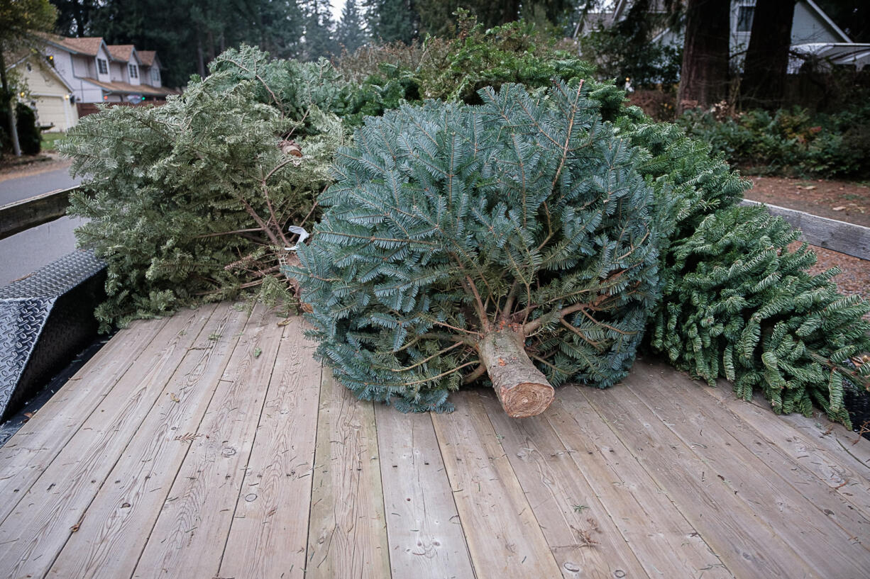 A trailer full of discarded Christmas trees are picked up by Boy Scouts for recycling  in January.