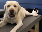 In this Nov. 28, 2017, photo, D-O-G, a black and white cat with an unlikely name, lies next to a support dog in training at Support Dogs, Inc. in St. Louis. Officials from the facility took in the cat over the summer and say he plays a key role getting the dogs comfortable around other animals. He helps train canines for important jobs assisting people with disabilities.