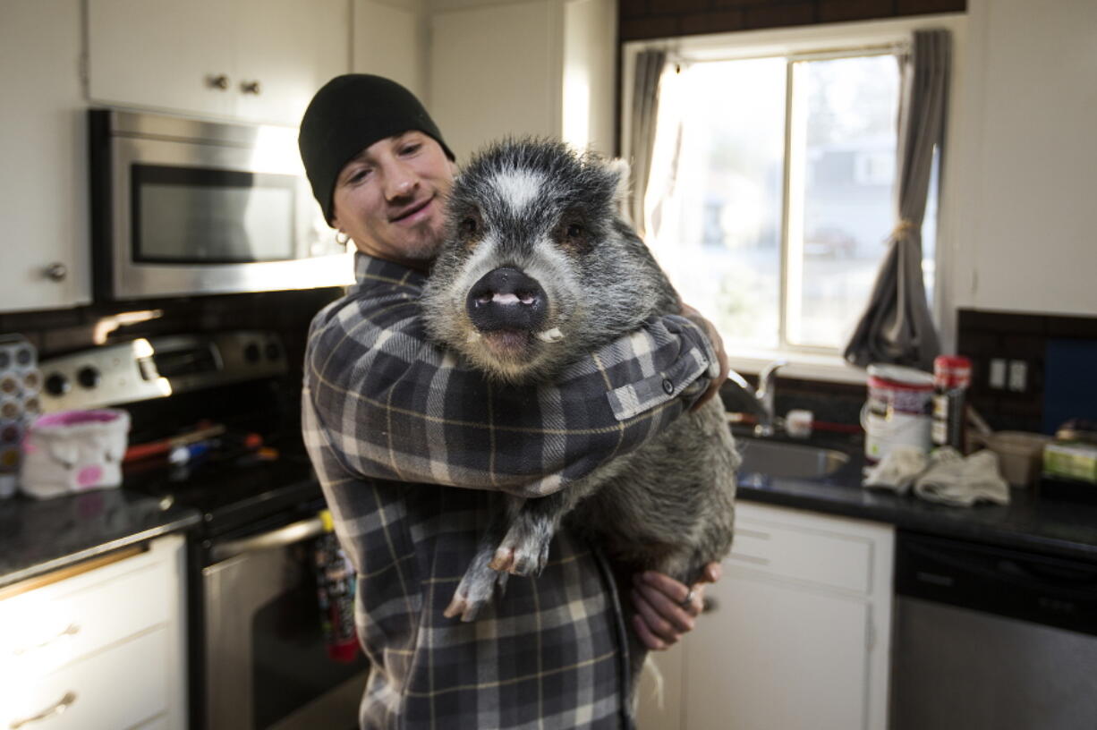 In this Thursday, Dec. 7, 2017 photo, Brett Banks picks up Norman, one of three pigs he owns, at home in Everett, Wa. Banks says Norman, who is not a boar as one person reported, is the friendliest and will walk up to people with a wag in his tail.