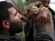 Ahmad Joma’a, a zoo worker, holds a two-month-old lion cub at the zoo in Rafah, Gaza Strip, Friday, Dec. 22, 2017. A Palestinian zoo owner has put three lion cubs for sale, fearing he won’t be able to afford to feed them as they grow.