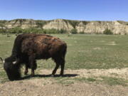 FILE - In this May 24, 2017, file photo, a bison munches grass in Theodore Roosevelt National Park in western North Dakota. North Dakota health officials have concluded that a proposed oil refinery close to the picturesque national park should comply with federal and state air pollution rules.