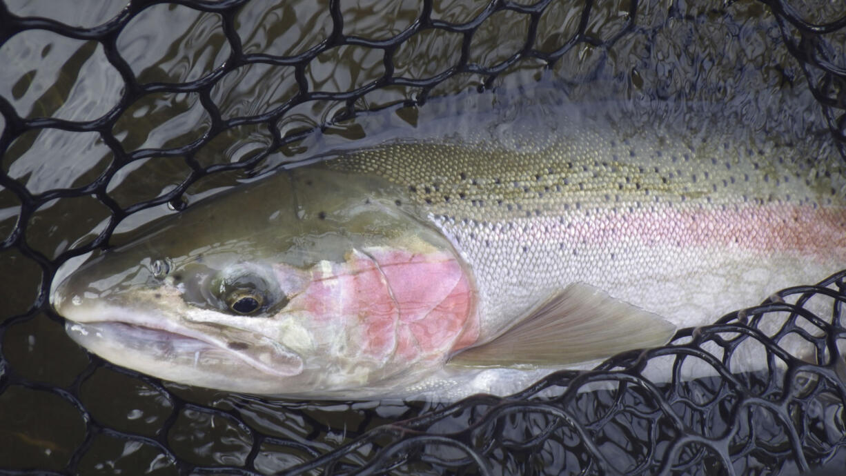 FILE - In this Oct. 17, 2013, file photo, a wild Idaho Salmon River steelhead is netted and quickly released in the Salmon River north of Riggins, Idaho. Authorities have released recovery plans for federally protected Snake River chinook salmon and steelhead with the goal of making sure each species is self-sustaining in the wild.