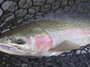 FILE - In this Oct. 17, 2013, file photo, a wild Idaho Salmon River steelhead is netted and quickly released in the Salmon River north of Riggins, Idaho. Authorities have released recovery plans for federally protected Snake River chinook salmon and steelhead with the goal of making sure each species is self-sustaining in the wild.