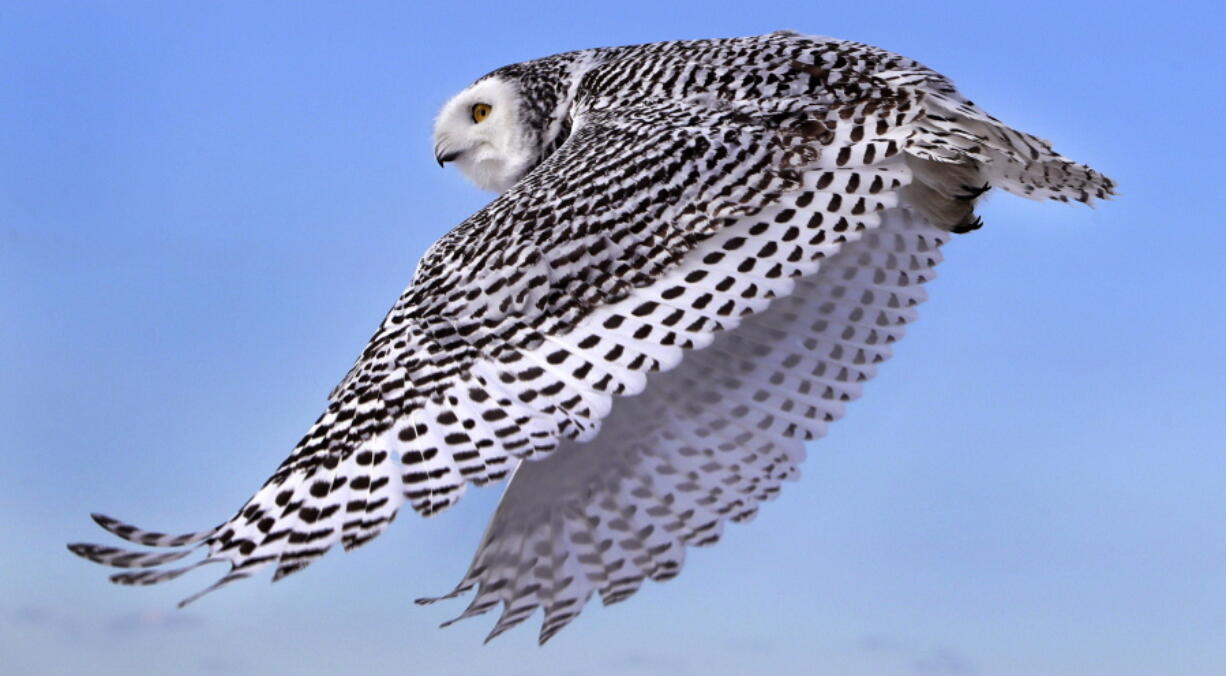 A snowy owl flies away after being released along the shore of Duxbury Beach in Duxbury, Mass. The owl is one of 14 trapped so far this winter at Boston’s Logan Airport and moved to the beach on Cape Cod Bay. The large white raptors from the Arctic have descended on the northern U.S. in huge numbers in recent weeks, giving researchers opportunities to study them.