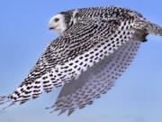 A snowy owl flies away after being released along the shore of Duxbury Beach in Duxbury, Mass. The owl is one of 14 trapped so far this winter at Boston’s Logan Airport and moved to the beach on Cape Cod Bay. The large white raptors from the Arctic have descended on the northern U.S. in huge numbers in recent weeks, giving researchers opportunities to study them.