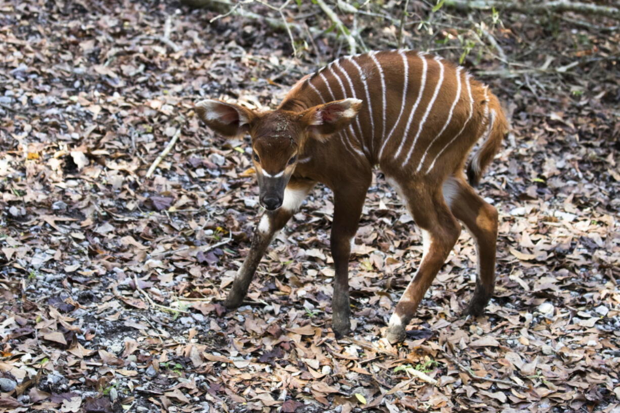 This photo provided by the Audubon Nature Institute, shows a new baby bongo at the Freeport-McMoRan Audubon Species Survival Center on the morning of Dec. 11, 2017, the first animal to be conceived and born at the Species Survival Center created by the Audubon Nature Institute and San Diego Zoo Global.