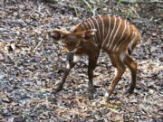 This photo provided by the Audubon Nature Institute, shows a new baby bongo at the Freeport-McMoRan Audubon Species Survival Center on the morning of Dec. 11, 2017, the first animal to be conceived and born at the Species Survival Center created by the Audubon Nature Institute and San Diego Zoo Global.